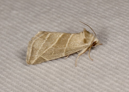 Plagiomimicus tepperi photo 2