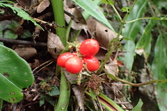 Rohdea fargesii