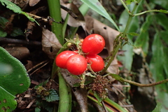 Rohdea fargesii