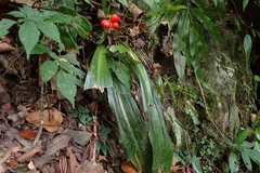 Rohdea fargesii