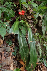 Rohdea fargesii