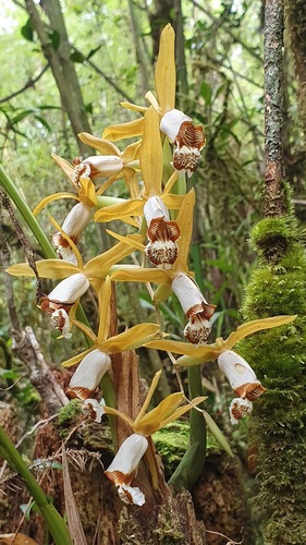 Radioferens Orchid