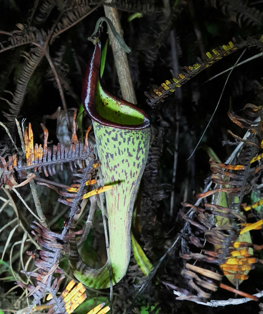 Nepenthes zakriana Jebb & Cheek 3