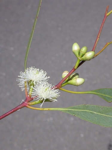 Eucalyptus morrisii 3