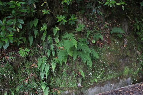 Athyrium image