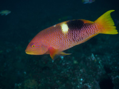 Golden-Spot-Hogfish photo 5