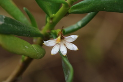 Scaevola hainanensis