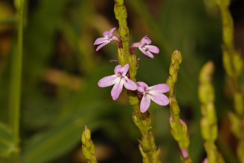 Striga gesnerioides