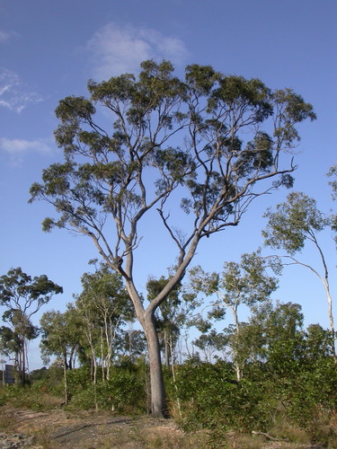 Eucalyptus exserta F.Muell.
