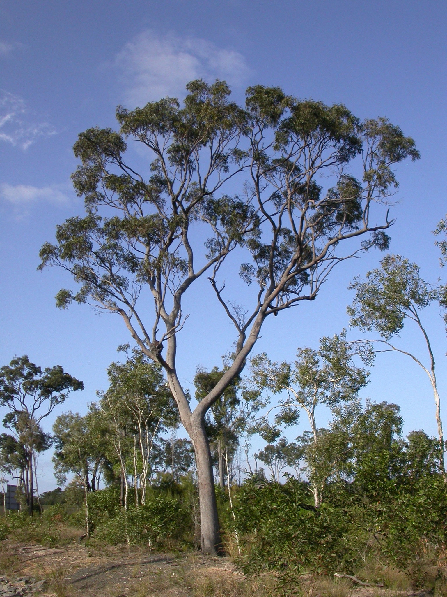 Eucalyptus exserta
