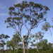Eucalyptus exserta - Photo 由 Dean Nicolle 所上傳的 (c) Dean Nicolle，保留部份權利CC BY-NC