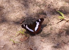 Moduza procris milonia