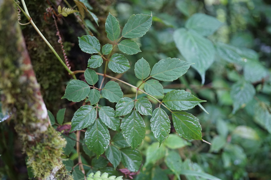 Cyphostemma marojejyense, Sava, MG-AS, MG