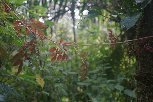 Cyphostemma marojejyense