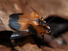 Lycus melanurus