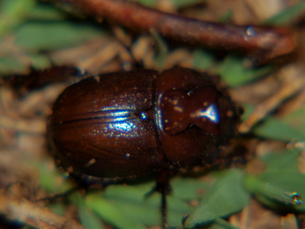 Orphninae