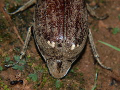 Eulepida