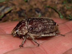 Eulepida