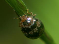 Afidentula godarti
