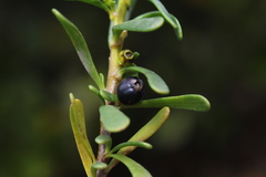 Scaevola hainanensis