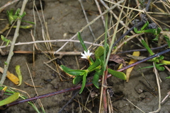 Scaevola hainanensis