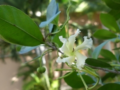 Echites umbellatus