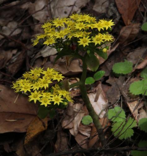 Aichryson divaricatum