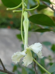 Echites umbellatus