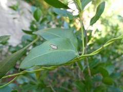 Echites umbellatus