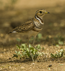 Three-Banded Courser photo 2