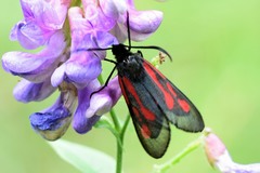 Zygaena osterodensis