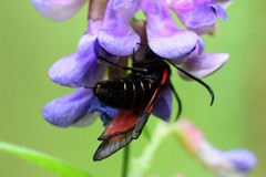 Zygaena osterodensis