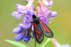 Zygaena osterodensis