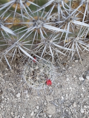 Mammillaria hutchisoniana hutchisoniana
