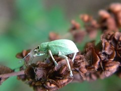 Compsus auricephalus