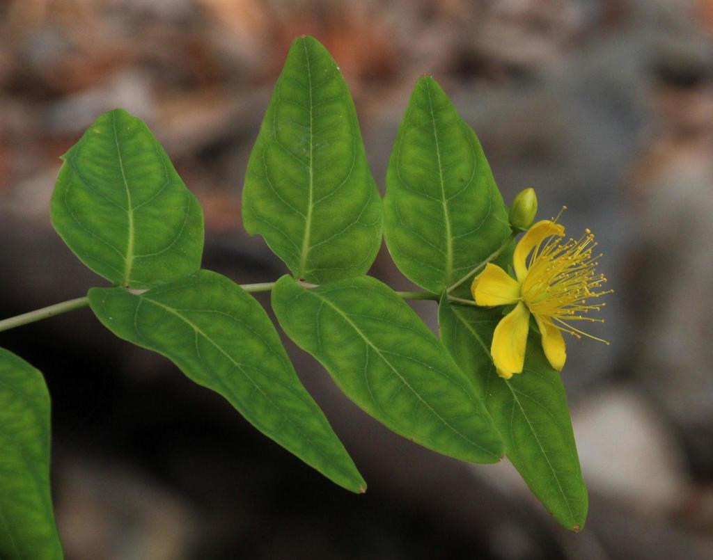 Large-leaved Saint John's Wort