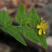 Large-leaved Saint John's Wort - Photo (c) Tony Rebelo, some rights reserved (CC BY-SA), uploaded by Tony Rebelo
