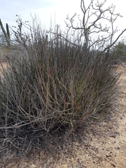 Euphorbia ceroderma