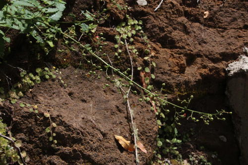 Scrophularia scorodonia image