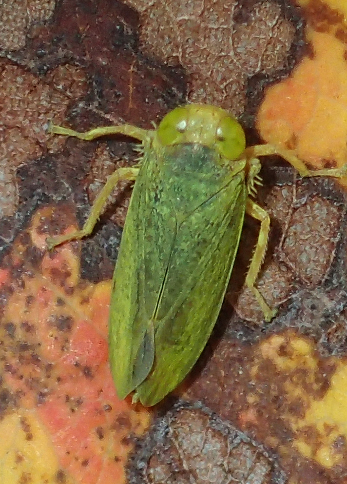Teruliini