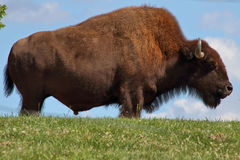 Bison