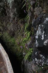 Dactylorhiza foliosa image