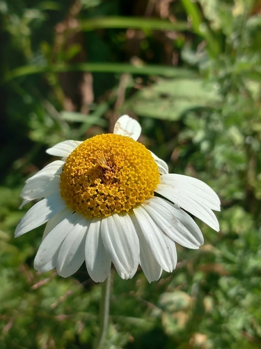 Cota melanoloma (Cota melanoloma)