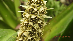 Rohdea fargesii