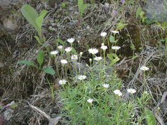 Erigeron hyssopifolius