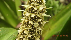 Rohdea fargesii
