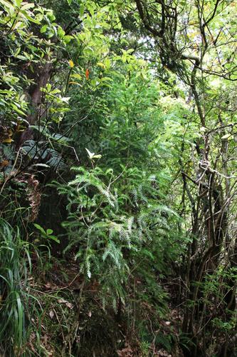 Cryptomeria japonica image