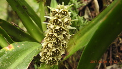 Rohdea fargesii