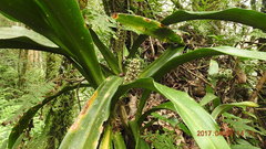 Rohdea fargesii