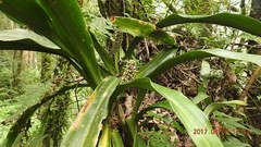 Rohdea fargesii